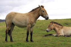 Desvelado el genoma del antepasado del caballo.